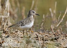 Calidris temminckii