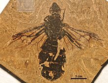 Dorsal view of the Titanomyrma simillima holotype, specimen "SMFMEI01006" Titanomyrma simillima SMFMEI01006 01.jpg