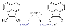 Miniatura para Trans-acenafteno-1,2-diol deshidrogenasa