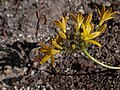 Triteleia montana