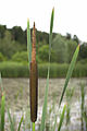 Grote lisdodde (Typha latifolia)