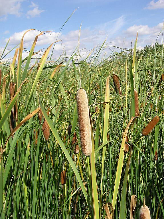 http://upload.wikimedia.org/wikipedia/commons/thumb/f/f3/Typha_sp._%28pale_brown%29_2.jpg/575px-Typha_sp._%28pale_brown%29_2.jpg