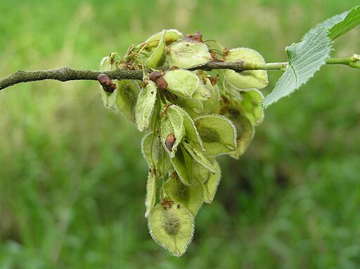 Ulmus laevis1