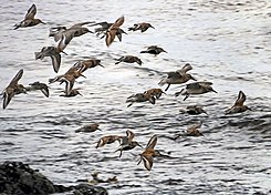 A flock of Dunlins and Red knots Vadare - Ystad-2021.jpg