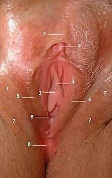 1: klitora frenulo, 2: klitoro, 3: enfluejo de uretro, 4: vagina vestiblo 5: malgrandaj vulvaj lipoj, 6: vagino, 7: grandaj vulvaj lipoj, 8: perineo