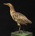 Mounted bittern in the collection of the Whanganui Regional Museum