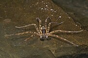 Dolomedes III by Bryce McQuillan