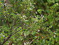 Wrightia tinctoria in Keesara, Rangareddy district, Andhra Pradesh, India.