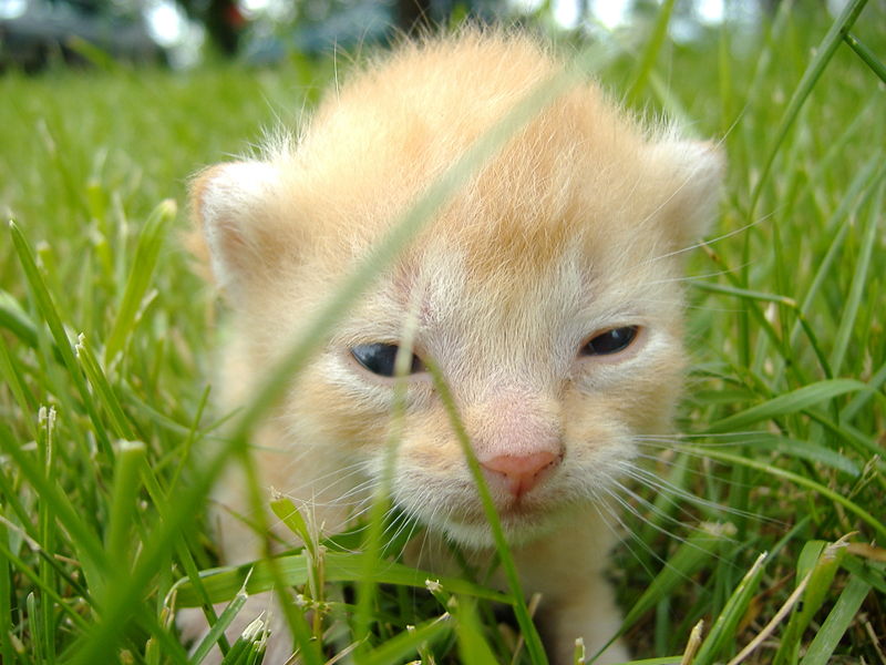 800px-Youngkitten.JPG