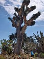 Врста са високим, разгранатим стаблом − Yucca filifera, Егзотични врт (Exotic Garden) у Монаку