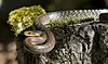 A snake, Zamenis longissimus