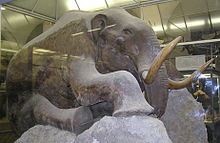 Reconstitution de mammouth dans une vitrine vu de profil, le flanc droit étant recouvert de fourrure.