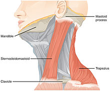 Изображение, показващо главата с подчертани два мускула.
