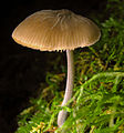 Pluteus thomsonii