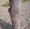 Acacia-salicina-bark2. jpg