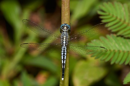 Acisoma panorpoides (ആൺതുമ്പി)