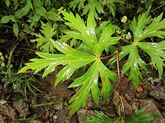 中部の茎葉は腎円形から五角形状腎円形で、3つに深裂して切れ込みが深い。