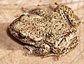 common midwife toad