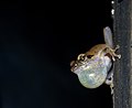 Amboli bush frog with enlarged vocal sac for mating calls