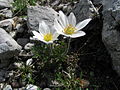 Miniatura para Anemone pavoniana