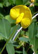 Arachis glabrata