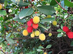 Strawberry tree leaves and fruit