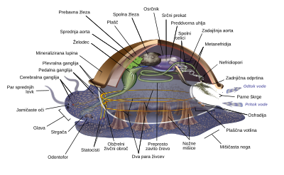 Slika:Archimollusc-sl.svg
