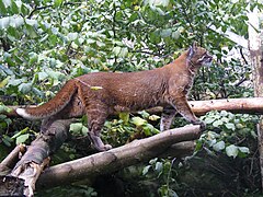 Un Chat de Temminck à la robe rousse au zoo d'Édimbourg.