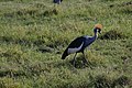 Balearica regulorum gibbericeps?