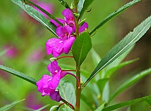 Impatiens balsamina