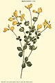 Baptisia tinctoria