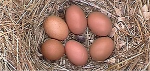 Barnevelder eggs