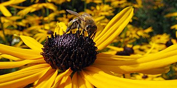 Une abeille (Apoidea) butinant la fleur d’une espèce du genre Rudbeckia. (définition réelle 2 272 × 1 132*)