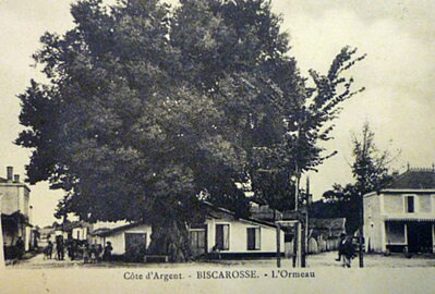 Photo ancienne de l'orme (début du XXe siècle