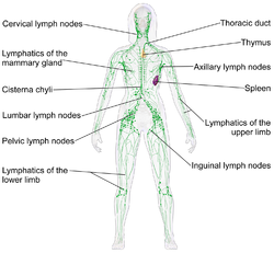 Blausen 0623 LymphaticSystem Female.png