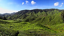 Cameron Highlands