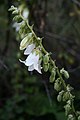 Campanula alliariifolia