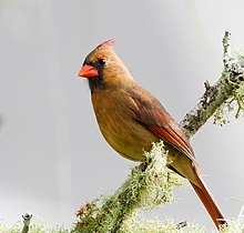 Cardinalis cardinalis - Флорида, США - женский-8.jpg
