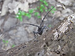 Photographie en couleurs d'un insecte aux logues antennes vu de face.