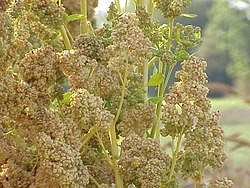  Chenopodium quinoa
