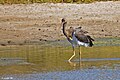 Flickr - Cigogne noire adulte dans l'eau aux îles Canaries