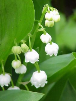 Lo muguèt de mê (Convallaria majalis). (veré dèfenicion 480 × 640*)