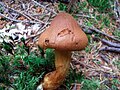 !!!Cortinarius rubellus!!!