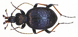 Cychrus attenuatus