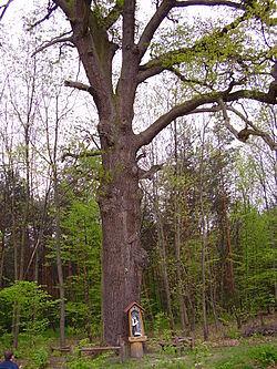 St. Onuphrius's Oak in Bratucice