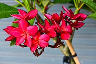 Plant of Thailand - Plumeria in Thailand.