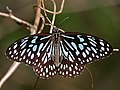 Super Crotalariam retusam in silva Talakona, in Chittoor Districtu Andhra Pradesh, India.