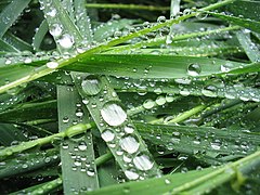 Gouttes d'eau de pluie sur brins d'herbe.