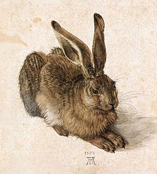 『野ウサギ』、水彩、ガッシュ、紙、1502年