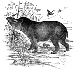 American Tapir, from a living specimen in the London Zoological Gardens.